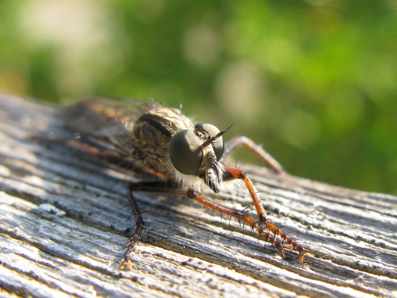 asilidae da determinare?