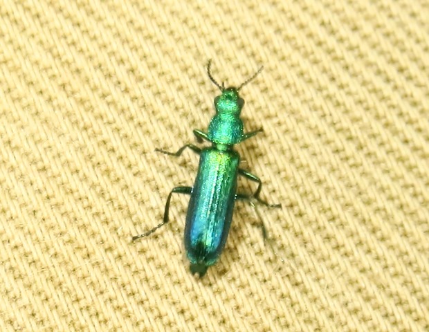 Psilothrix viridicoerulea, Dasytidae