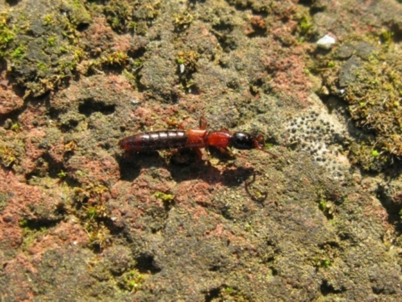 Staphylinidae da determinare:  Xantholinus cfr. elegans