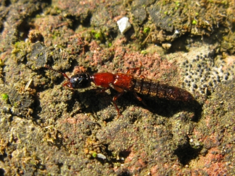 Staphylinidae da determinare:  Xantholinus cfr. elegans