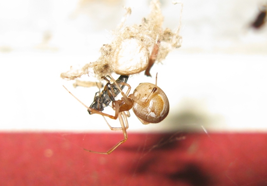 Parasteatoda lunata con preda - Acquapendente (VT)