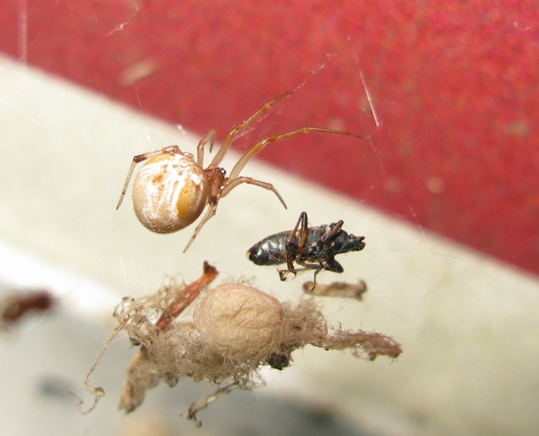 Parasteatoda lunata con preda - Acquapendente (VT)