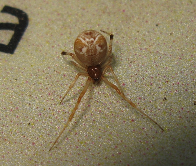 Parasteatoda lunata con preda - Acquapendente (VT)