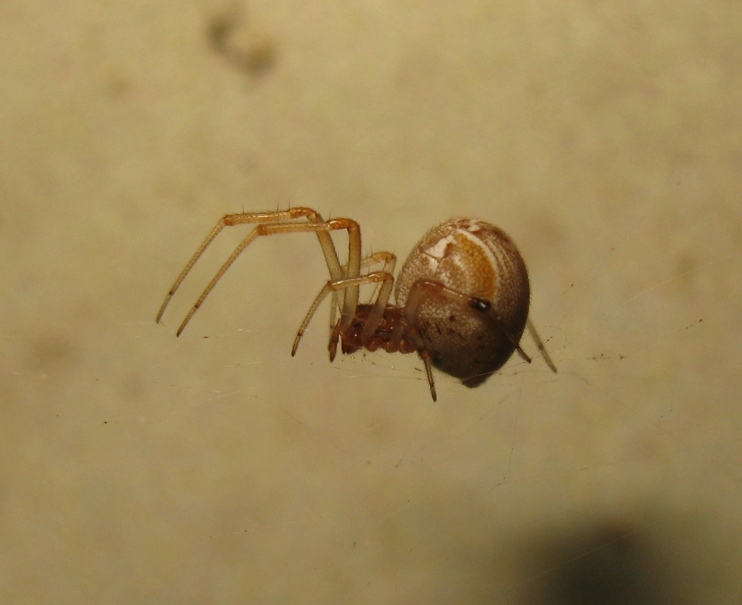 Parasteatoda lunata con preda - Acquapendente (VT)