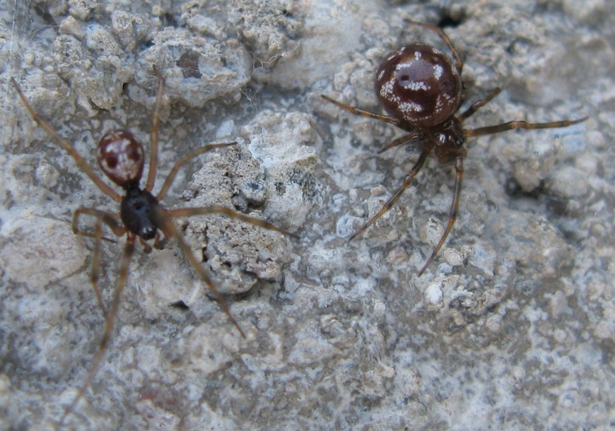 Steatoda triangulosa - Acquapendente (VT)