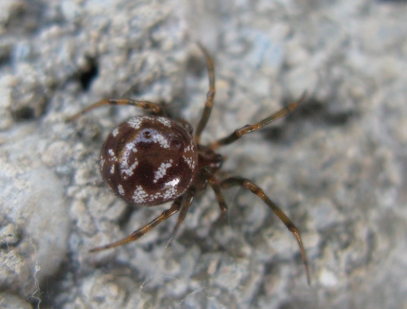 Steatoda triangulosa - Acquapendente (VT)