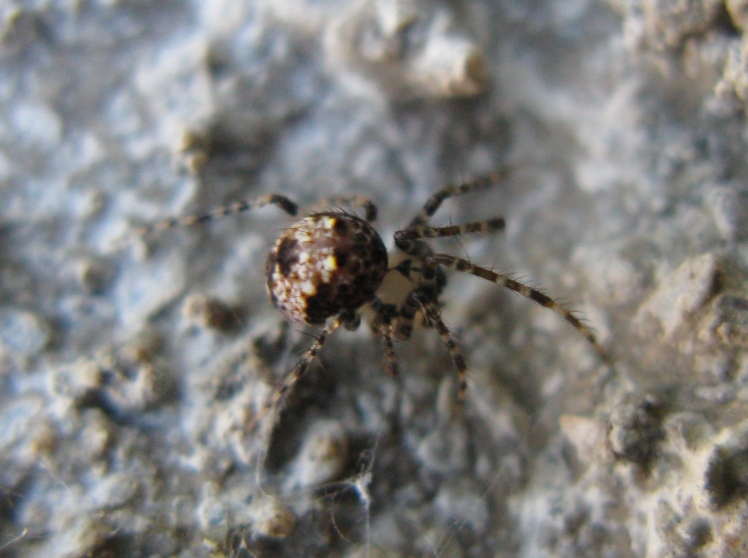 Mimetidae - Ero furcata - Acquapendente (VT)