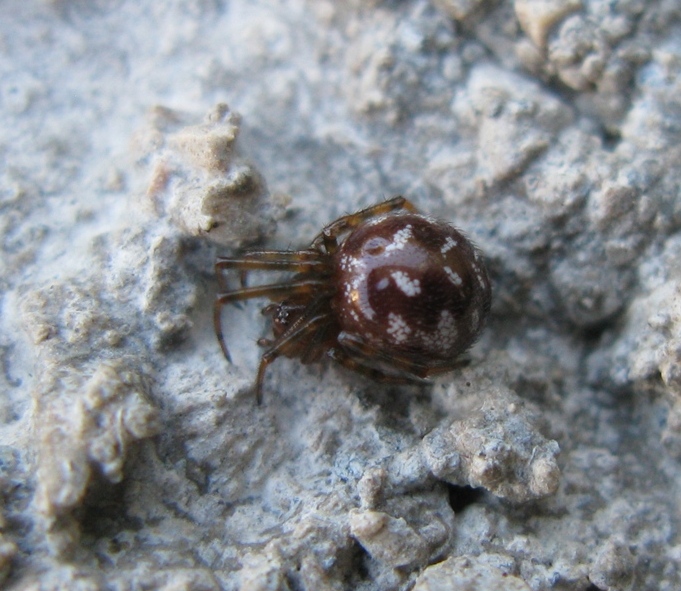 Steatoda triangulosa - Acquapendente (VT)