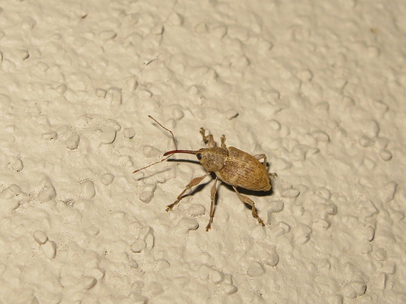 Curculionidae da determinare? 3 - (Curculio sp.)