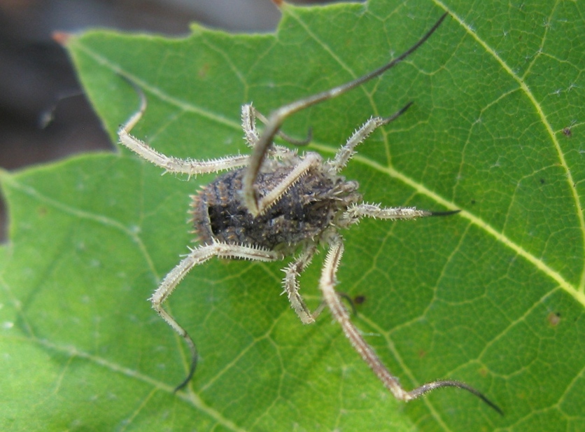 Phalangiidae - Odiellus spinosus?