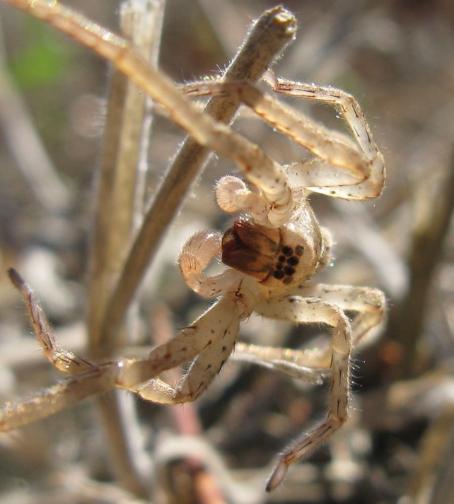 Zoropsis cf. oertzeni - Acquapendente (VT)