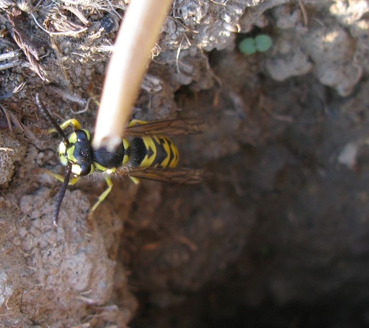 api terricole : femmine di Apidae Halictinae