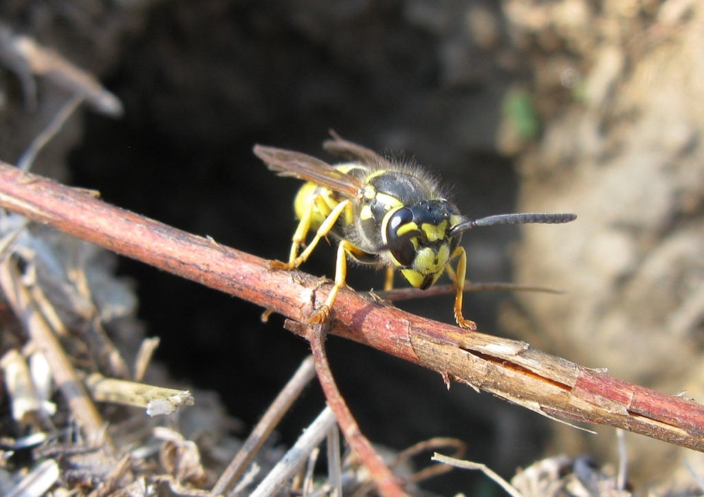 api terricole : femmine di Apidae Halictinae