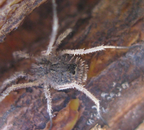 Phalangiidae - Odiellus spinosus?