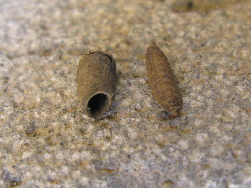 larva di Stratiomidae con teca di larva di Chrysomelidae