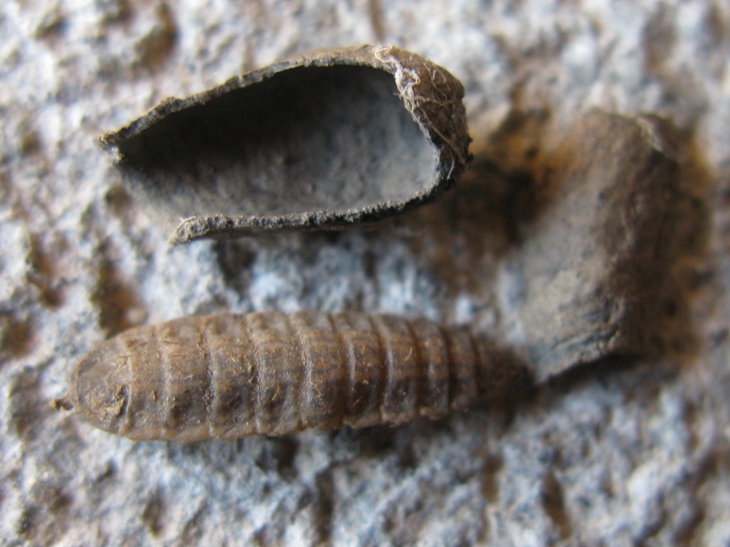 larva di Stratiomidae con teca di larva di Chrysomelidae