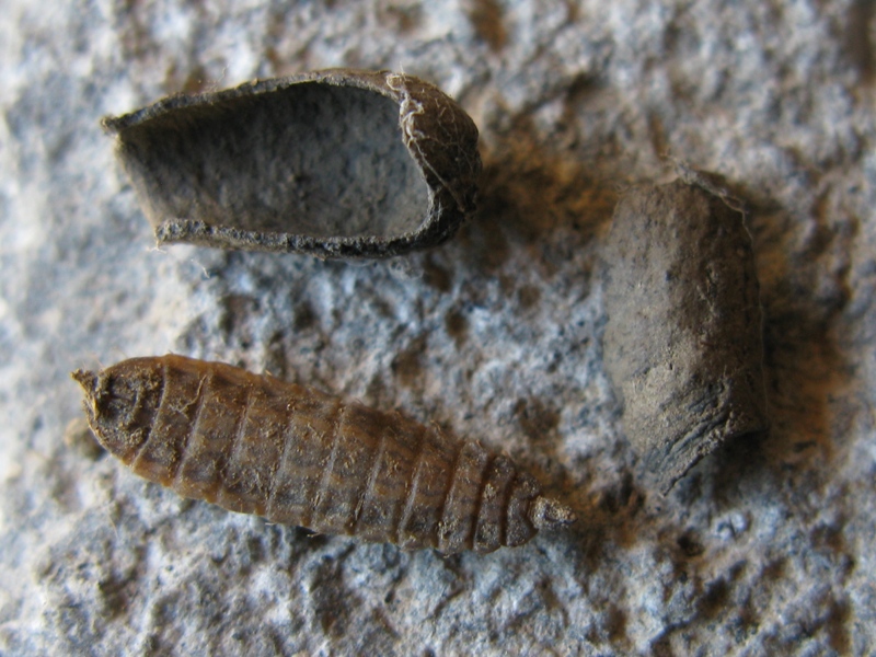 larva di Stratiomidae con teca di larva di Chrysomelidae