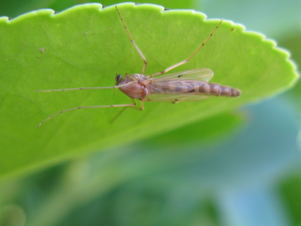 Chironomidae