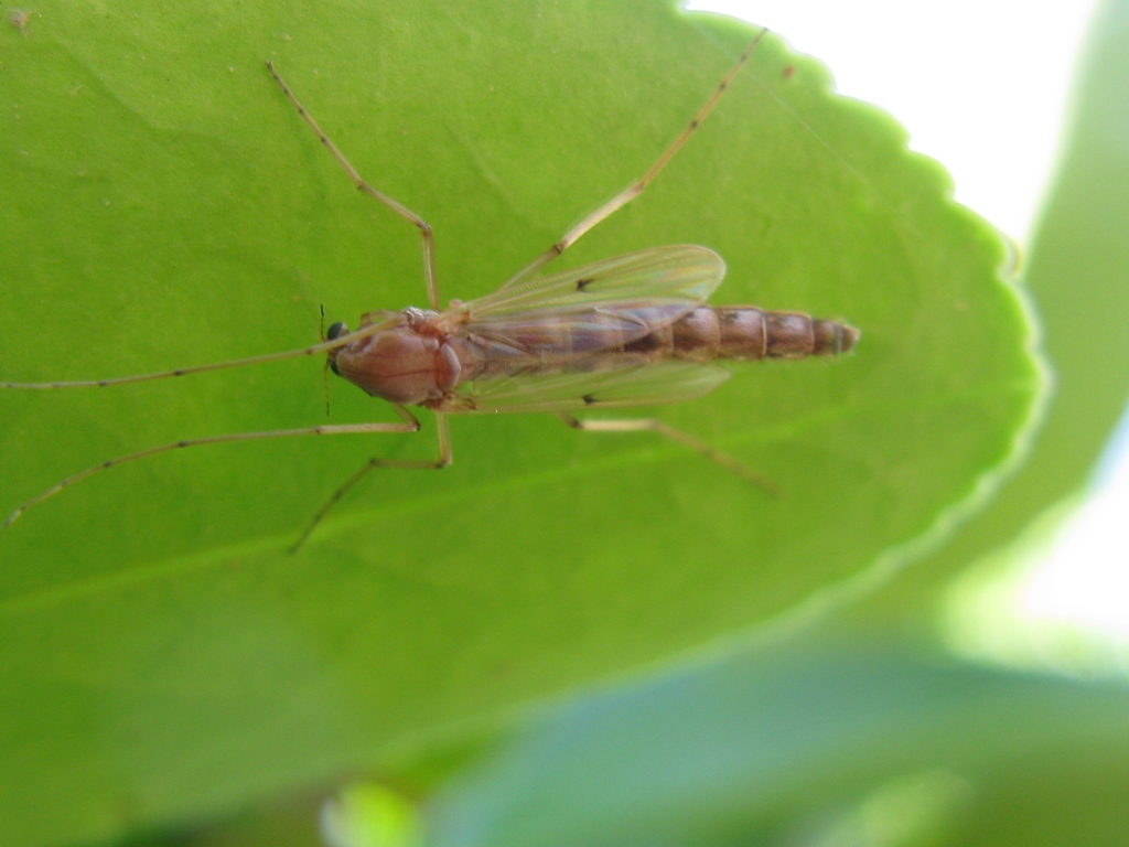 Chironomidae