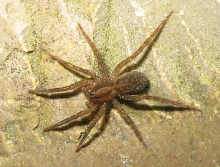 Trochosa sp. - Acquapendente (TV)