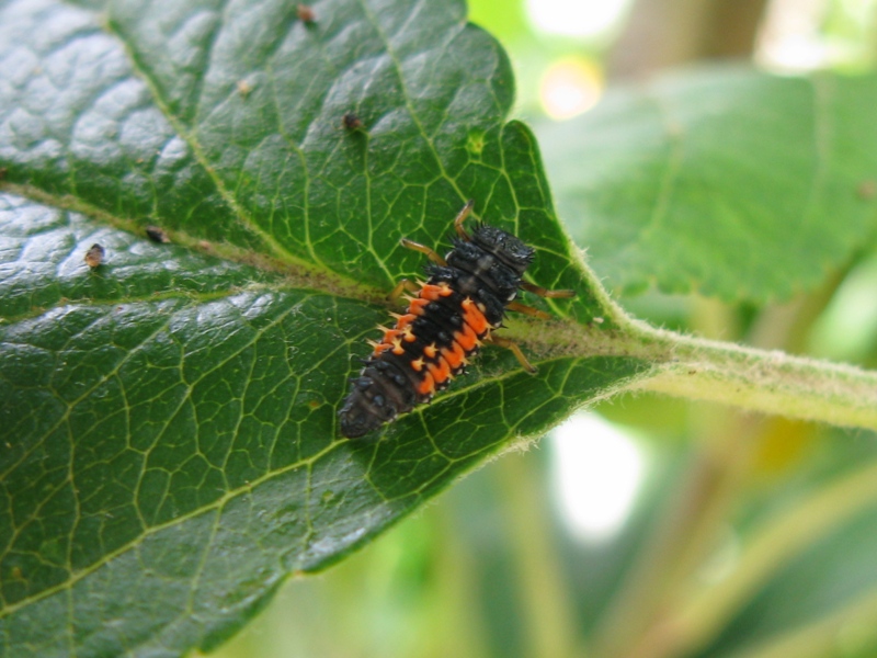 Adalia bipunctata in accoppiamento e 