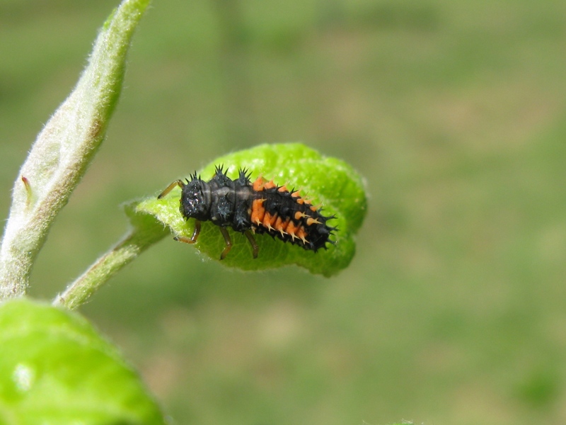 Adalia bipunctata in accoppiamento e 