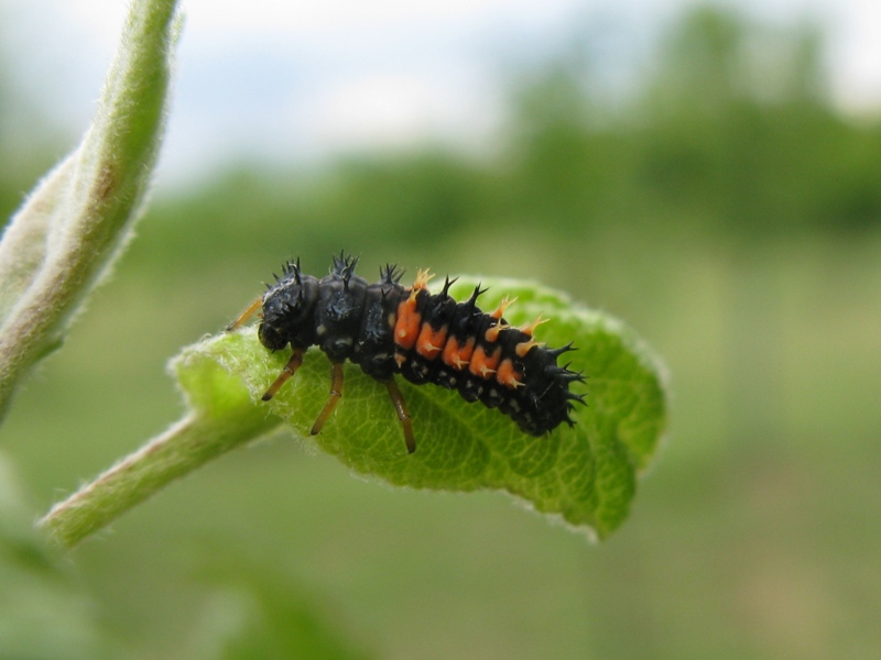 Adalia bipunctata in accoppiamento e 