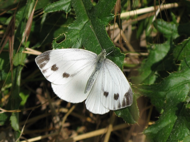 Pieris rapae e napi, Pieridae