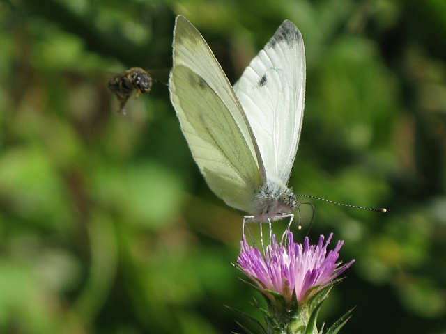 Pieris rapae e napi, Pieridae