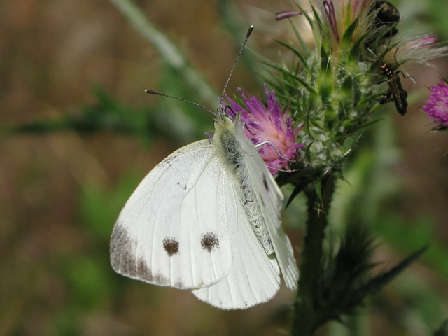 Pieris rapae e napi, Pieridae