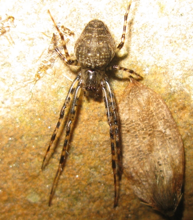 Metellina merianae - Acquapendente (TV)