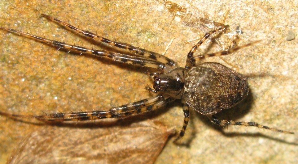 Metellina merianae - Acquapendente (TV)