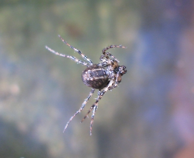 Metellina merianae - Acquapendente (TV)