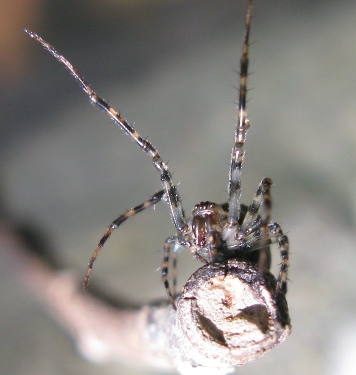 Metellina merianae - Acquapendente (TV)