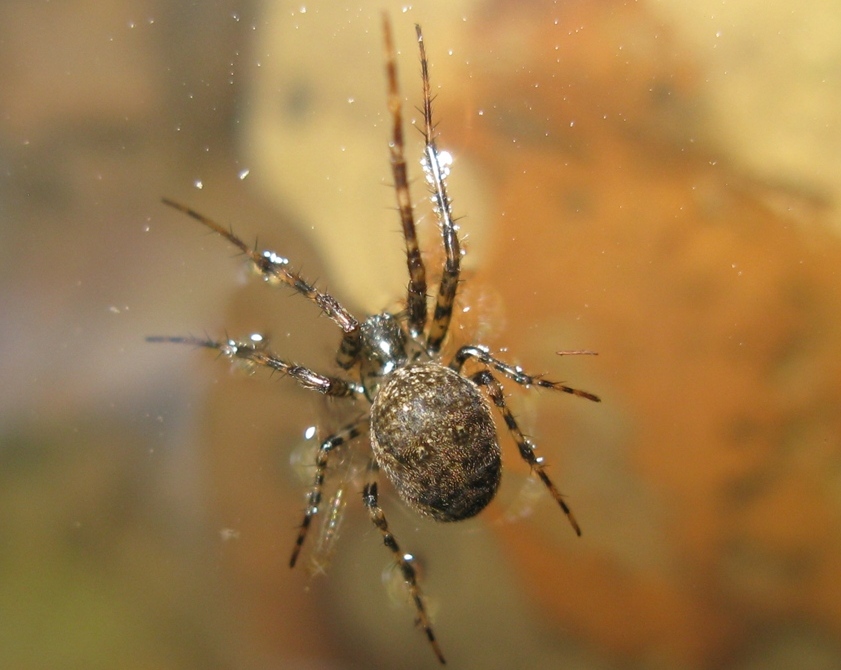 Metellina merianae - Acquapendente (TV)