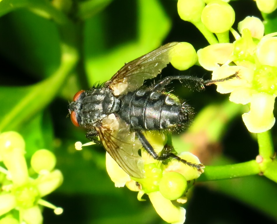 Calliphoridae da determinare? No, Sarcophagidae