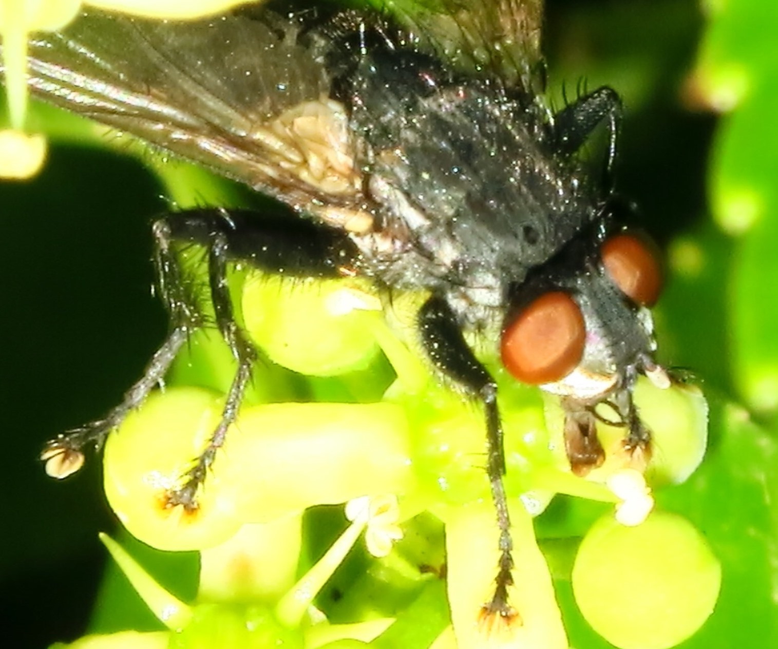 Calliphoridae da determinare? No, Sarcophagidae