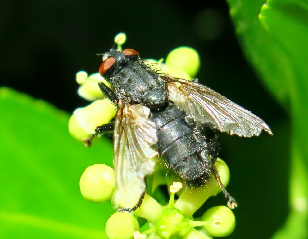 Calliphoridae da determinare? No, Sarcophagidae