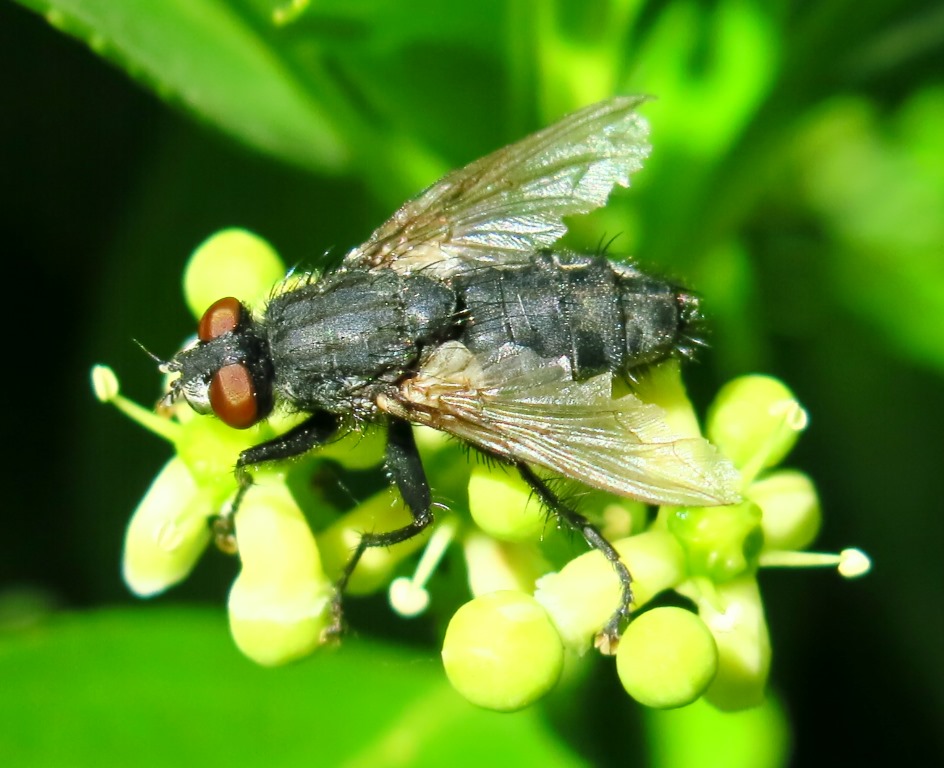 Calliphoridae da determinare? No, Sarcophagidae