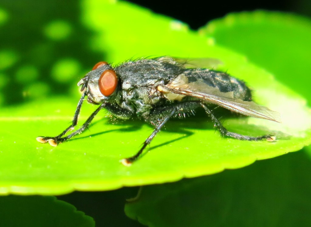 Calliphoridae da determinare? No, Sarcophagidae