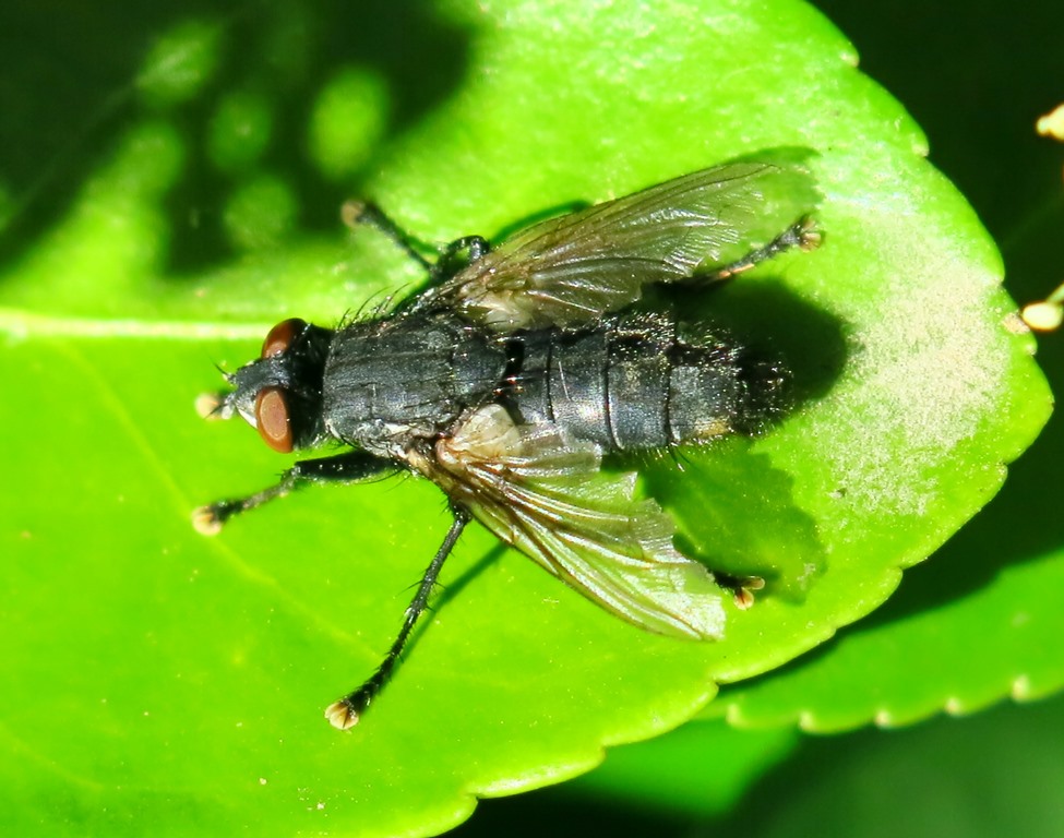 Calliphoridae da determinare? No, Sarcophagidae