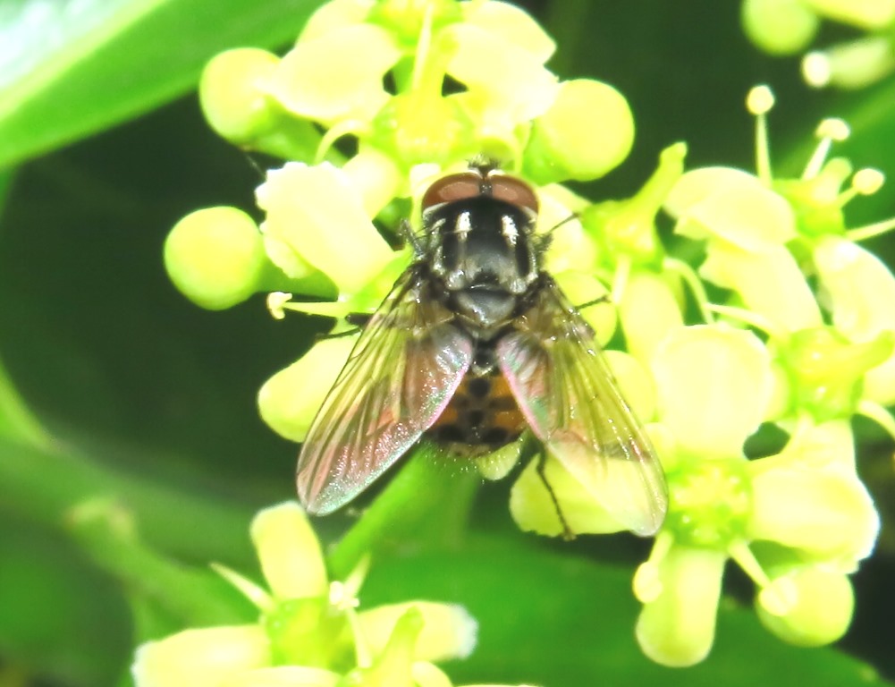 Muscidae: maschio di Graphomya maculata