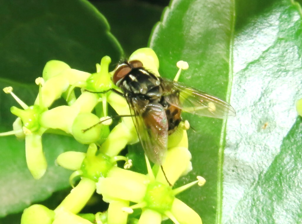 Muscidae: maschio di Graphomya maculata