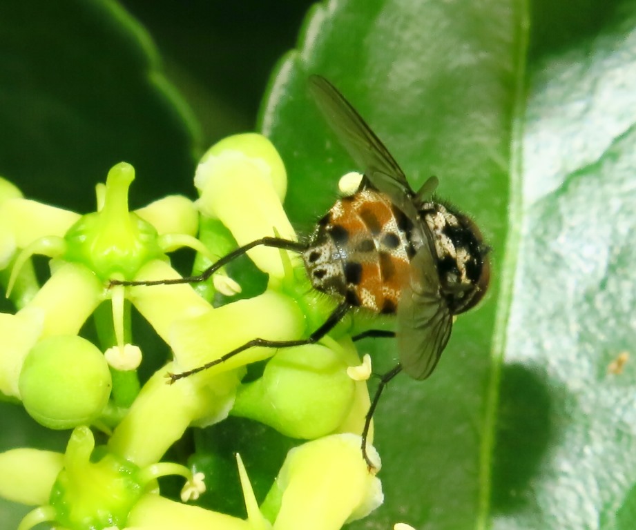 Muscidae: maschio di Graphomya maculata