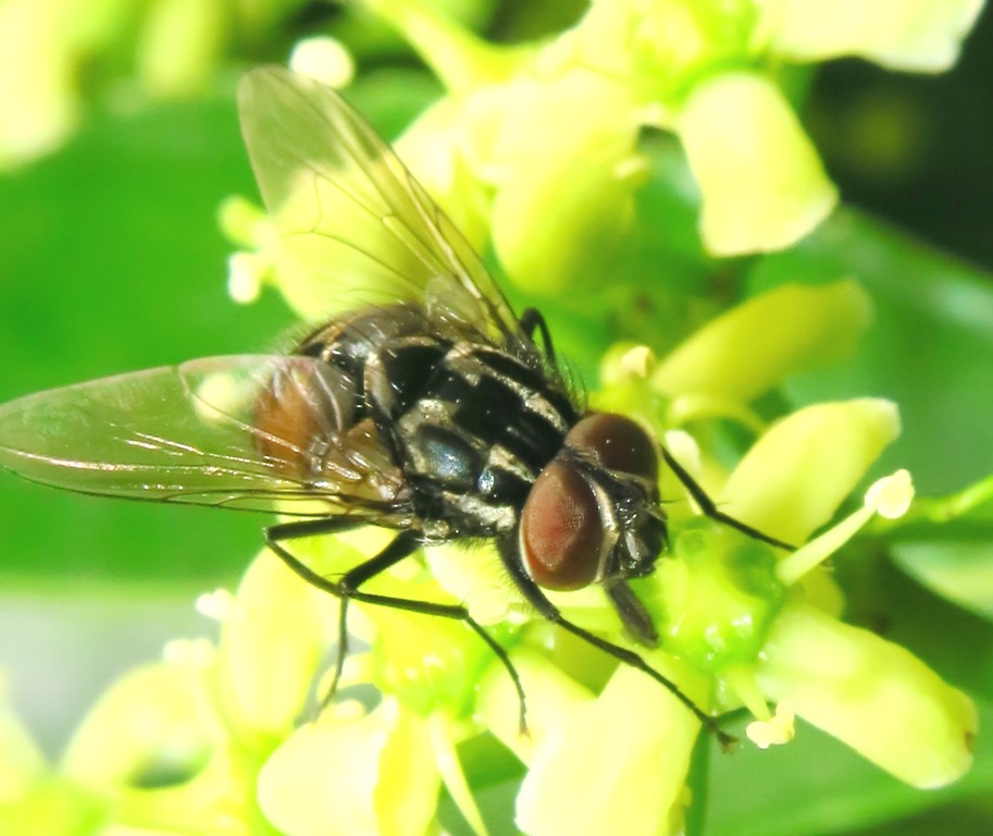 Muscidae: maschio di Graphomya maculata