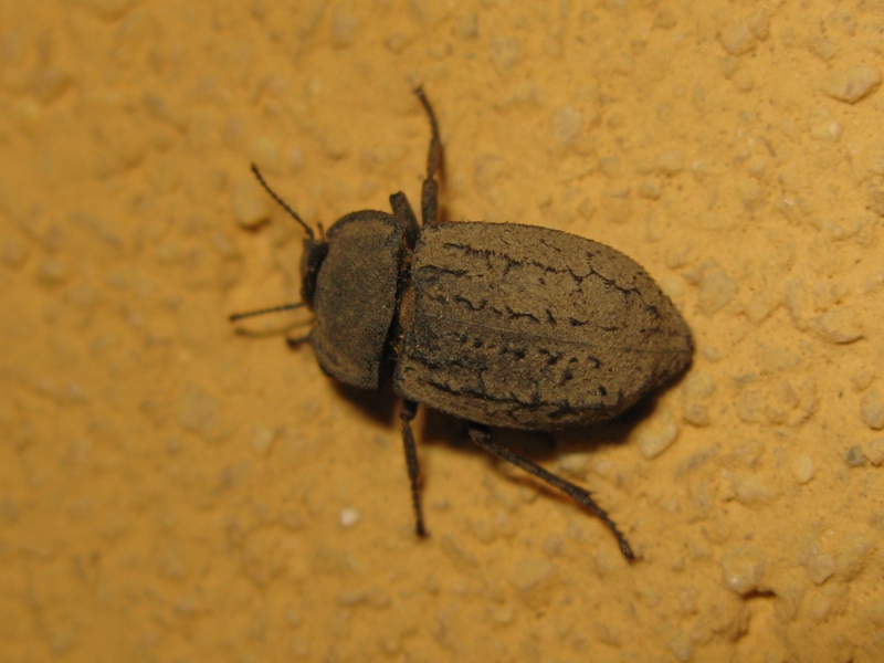 Tenebrionidae, Asida luigionii ssp. luigionii