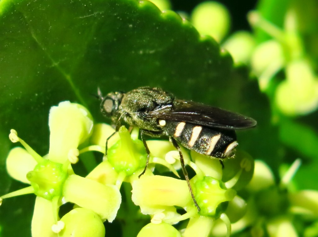 Lasiopa del  gruppo villosa (Stratiomyidae)