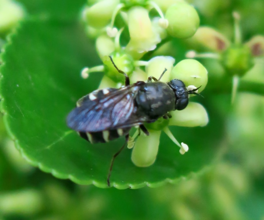 Lasiopa del  gruppo villosa (Stratiomyidae)