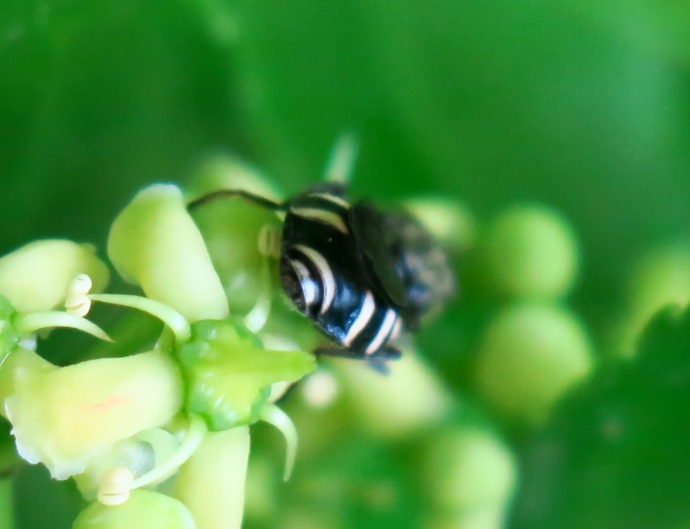 Lasiopa del  gruppo villosa (Stratiomyidae)