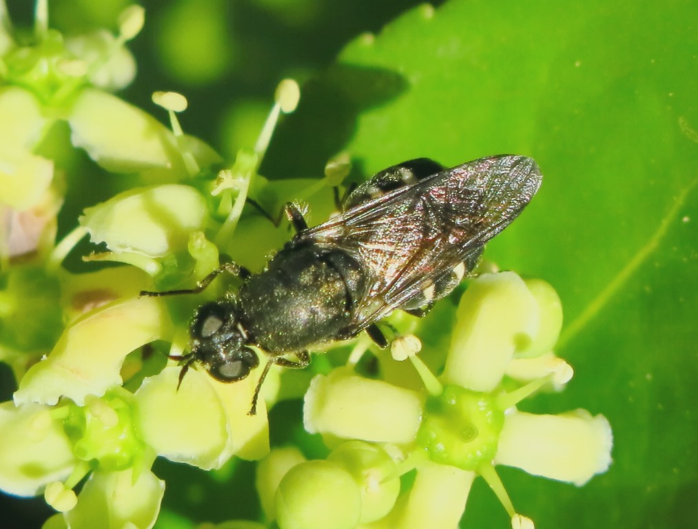 Lasiopa del  gruppo villosa (Stratiomyidae)